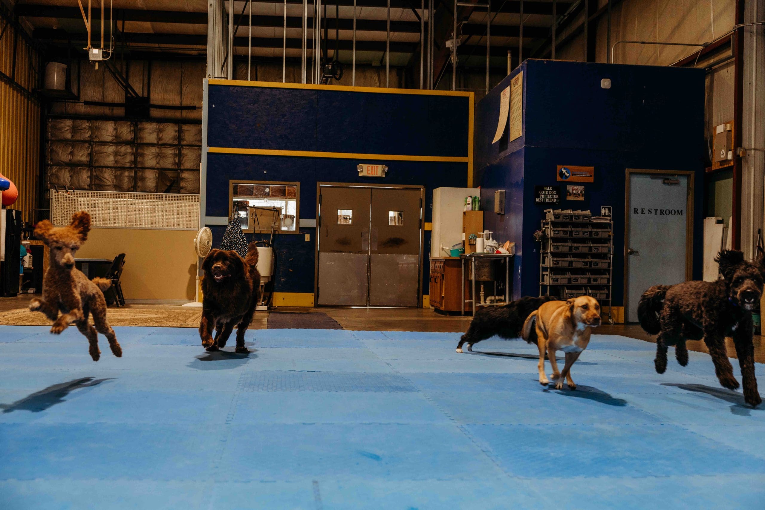 Independent K-9 LLC - Image 1